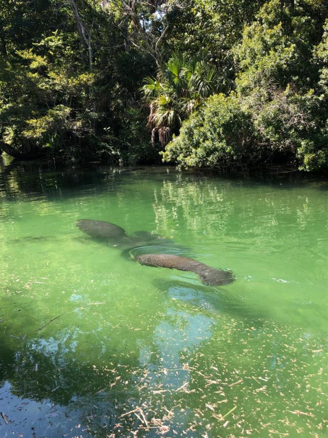 Cozy Cottage River House Weeki Wachee Dış mekan fotoğraf