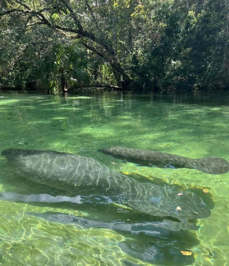 Cozy Cottage River House Weeki Wachee Dış mekan fotoğraf