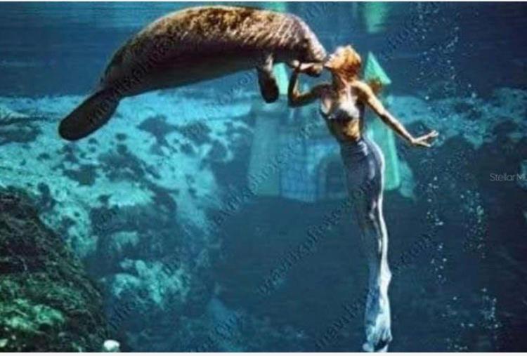Cozy Cottage River House Weeki Wachee Dış mekan fotoğraf